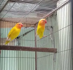 ফিশার লাভ বার্ড