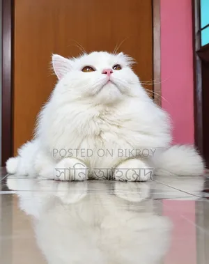 6-12 Months Male Purebred Persian