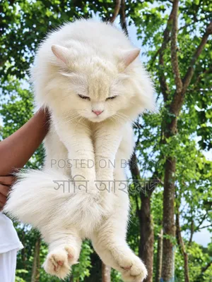6-12 Months Male Purebred Persian