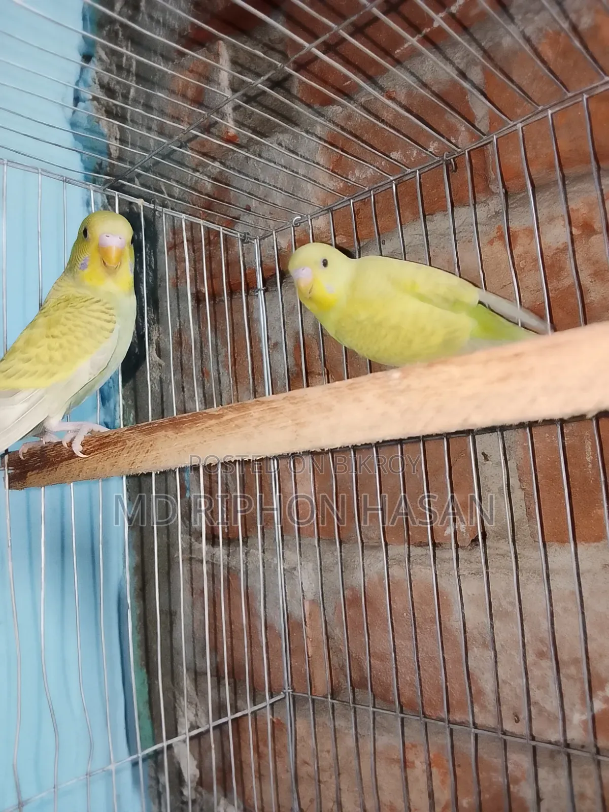 ক্লাসিক বাজিগর পাখি, বাচ্চা