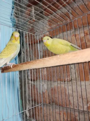 ক্লাসিক বাজিগর পাখি, বাচ্চা