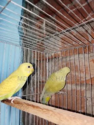 ক্লাসিক বাজিগর পাখি, বাচ্চা