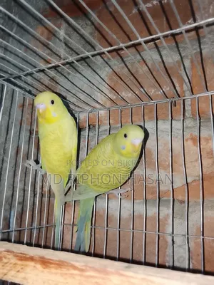 ক্লাসিক বাজিগর পাখি, বাচ্চা