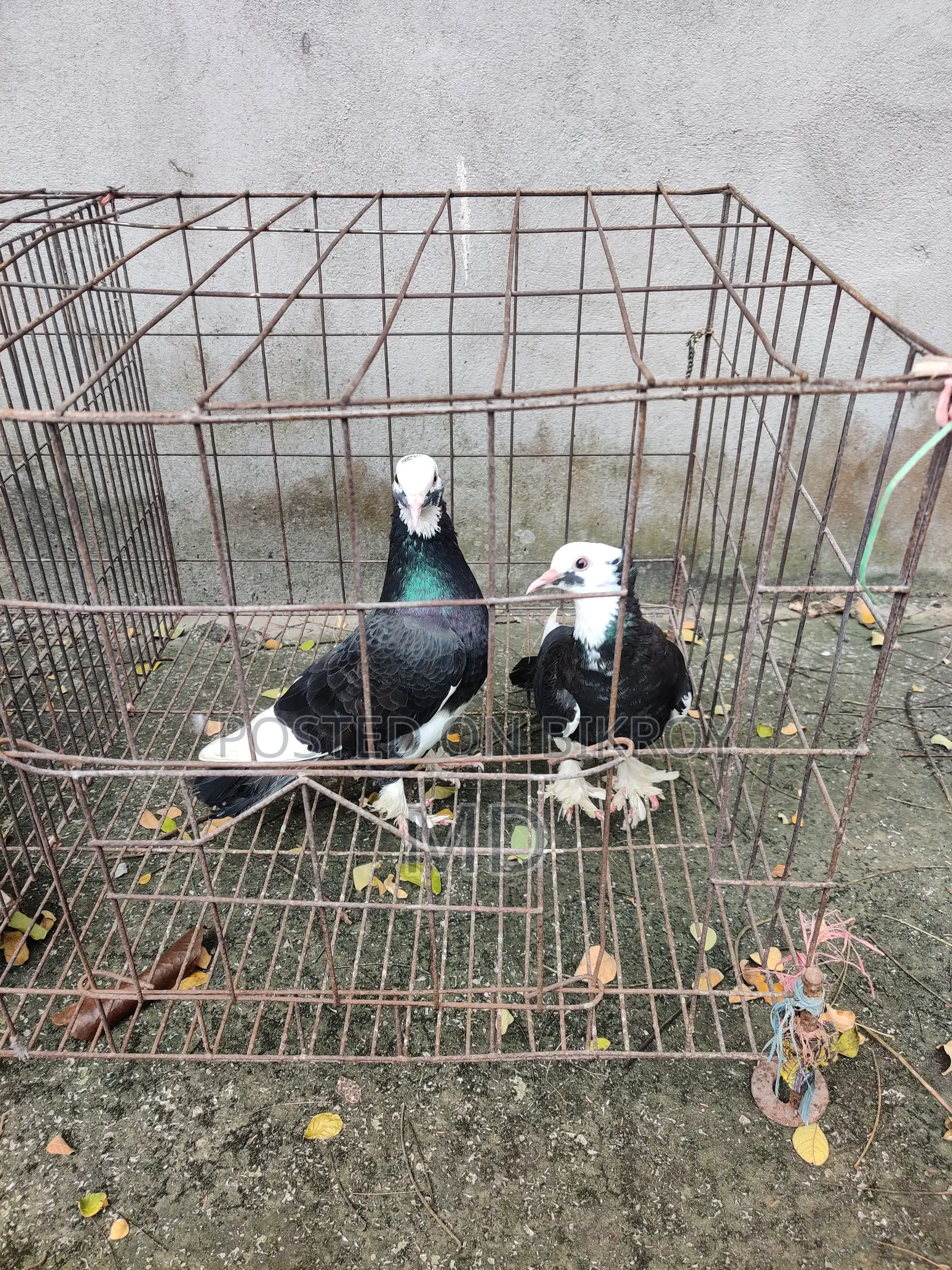 Running Fancy Pigeon