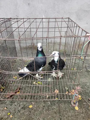 Running Fancy Pigeon