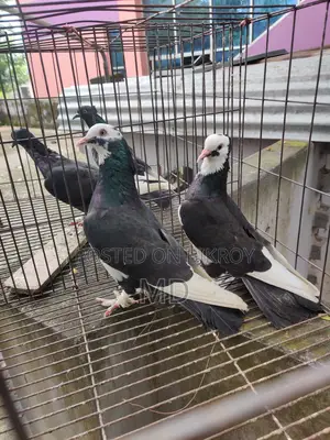 Running Fancy Pigeon