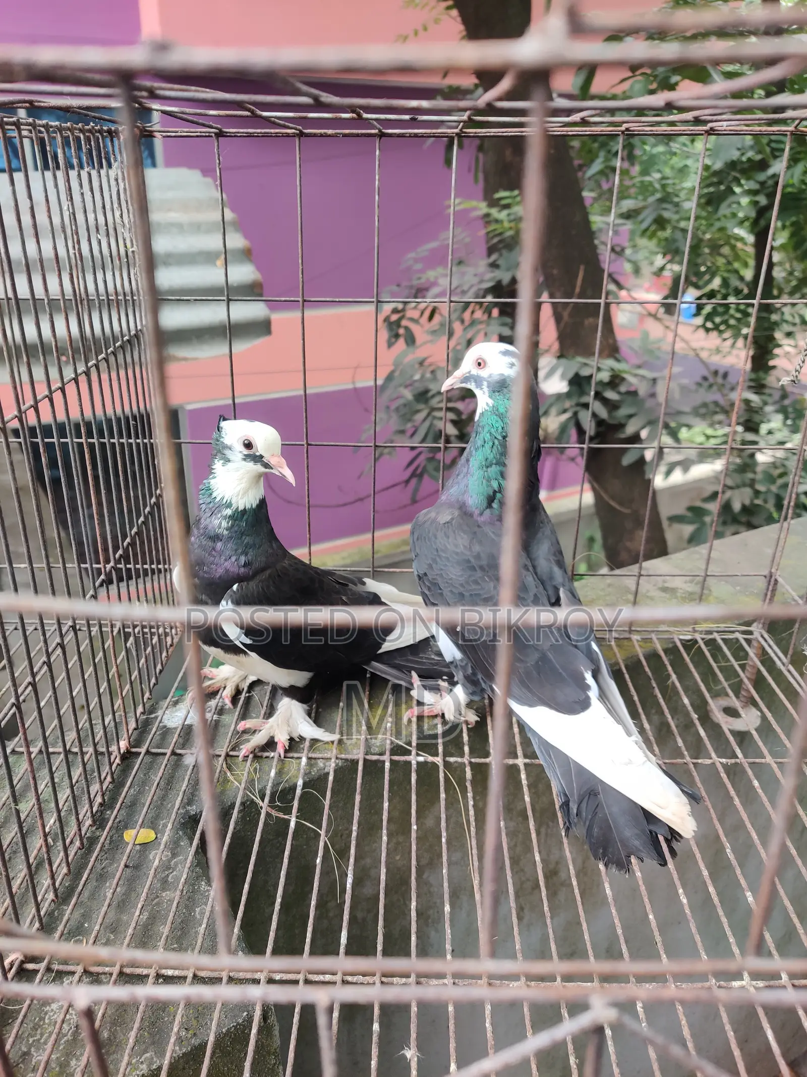Running Fancy Pigeon