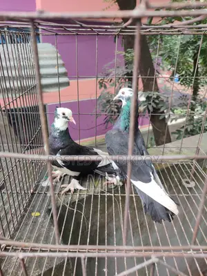 Running Fancy Pigeon