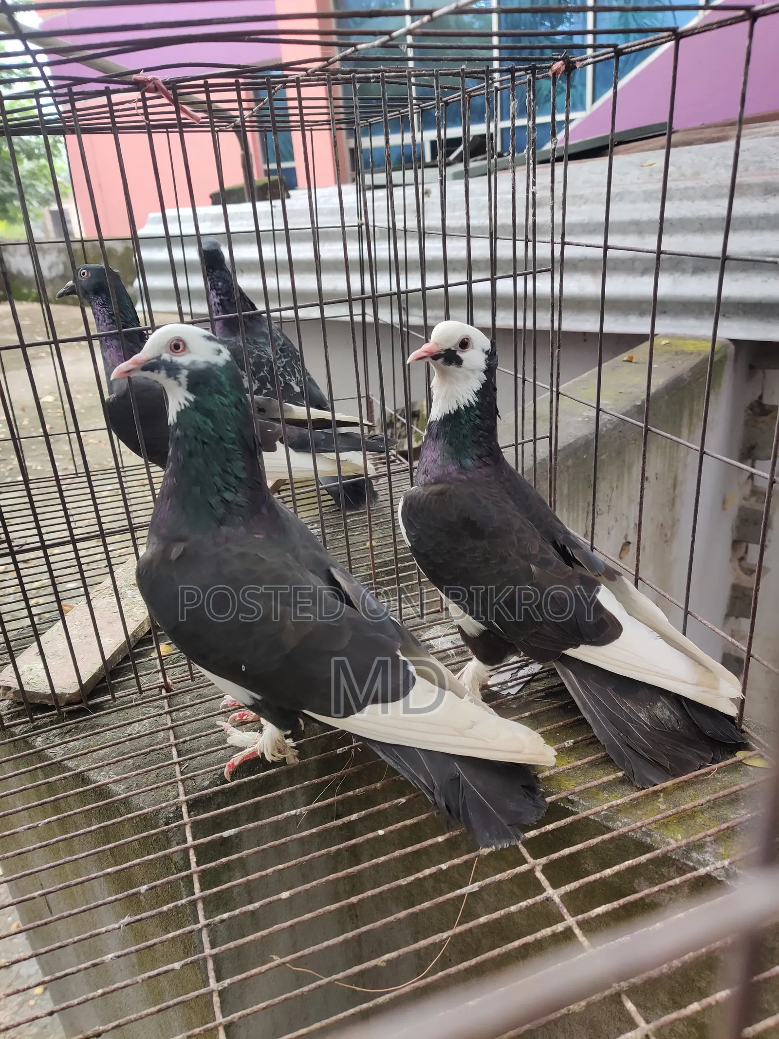 Running Fancy Pigeon