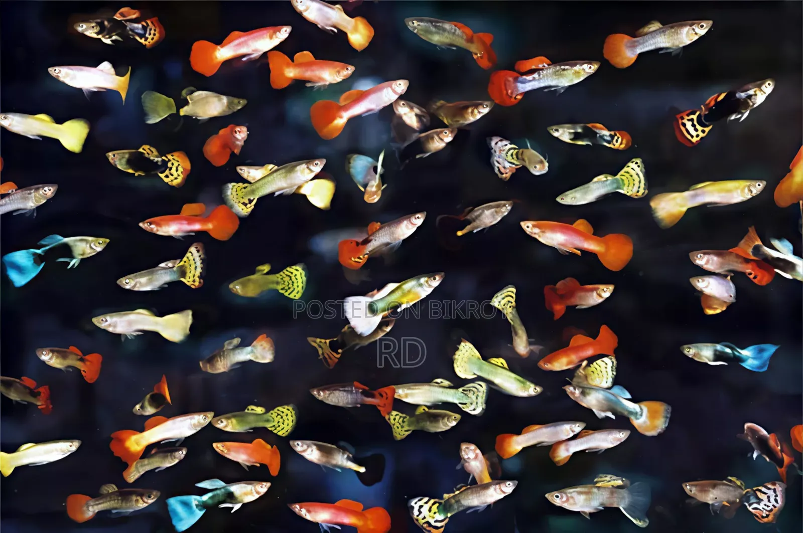 The fish look very attractive and beautiful. The fish are very active and very healthy
