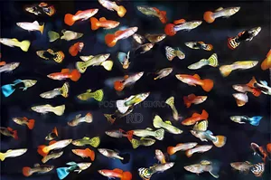 The fish look very attractive and beautiful. The fish are very active and very healthy
