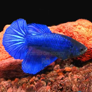 Blue Betta Fish. Attractive and Beautiful