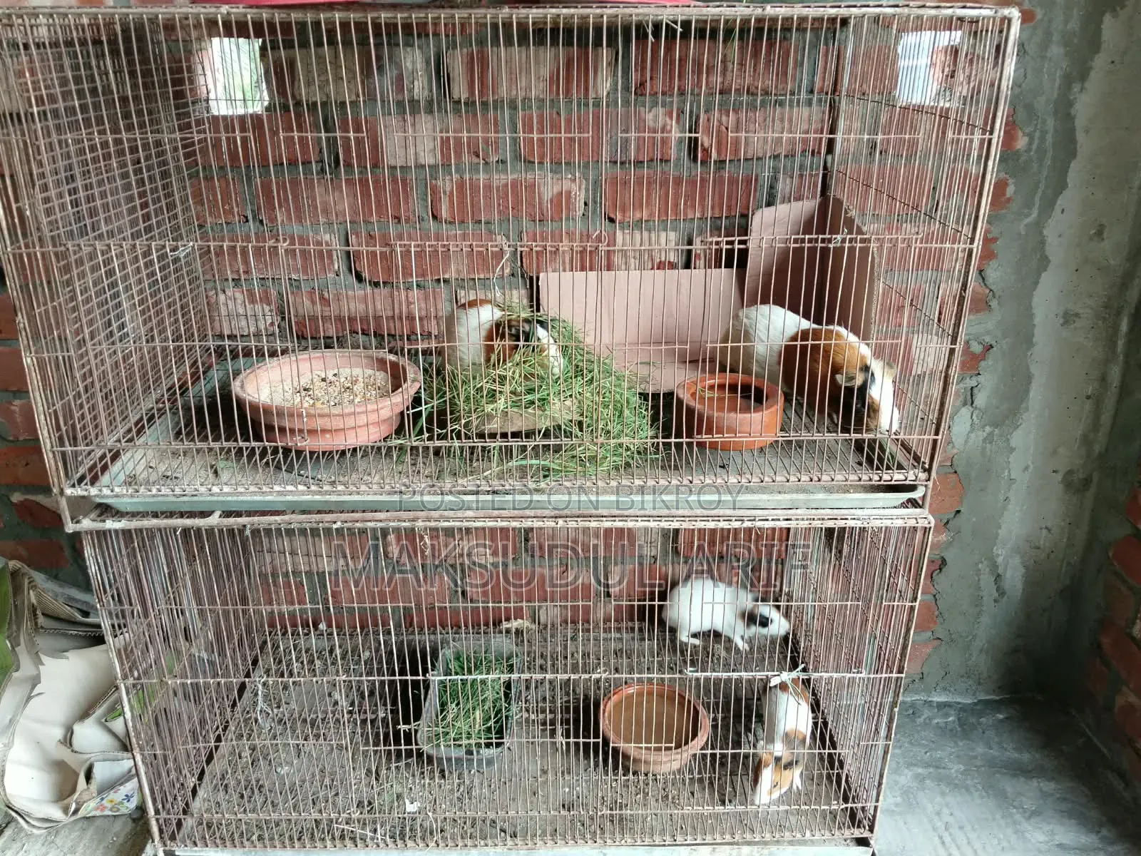 Active Guinea Pigs