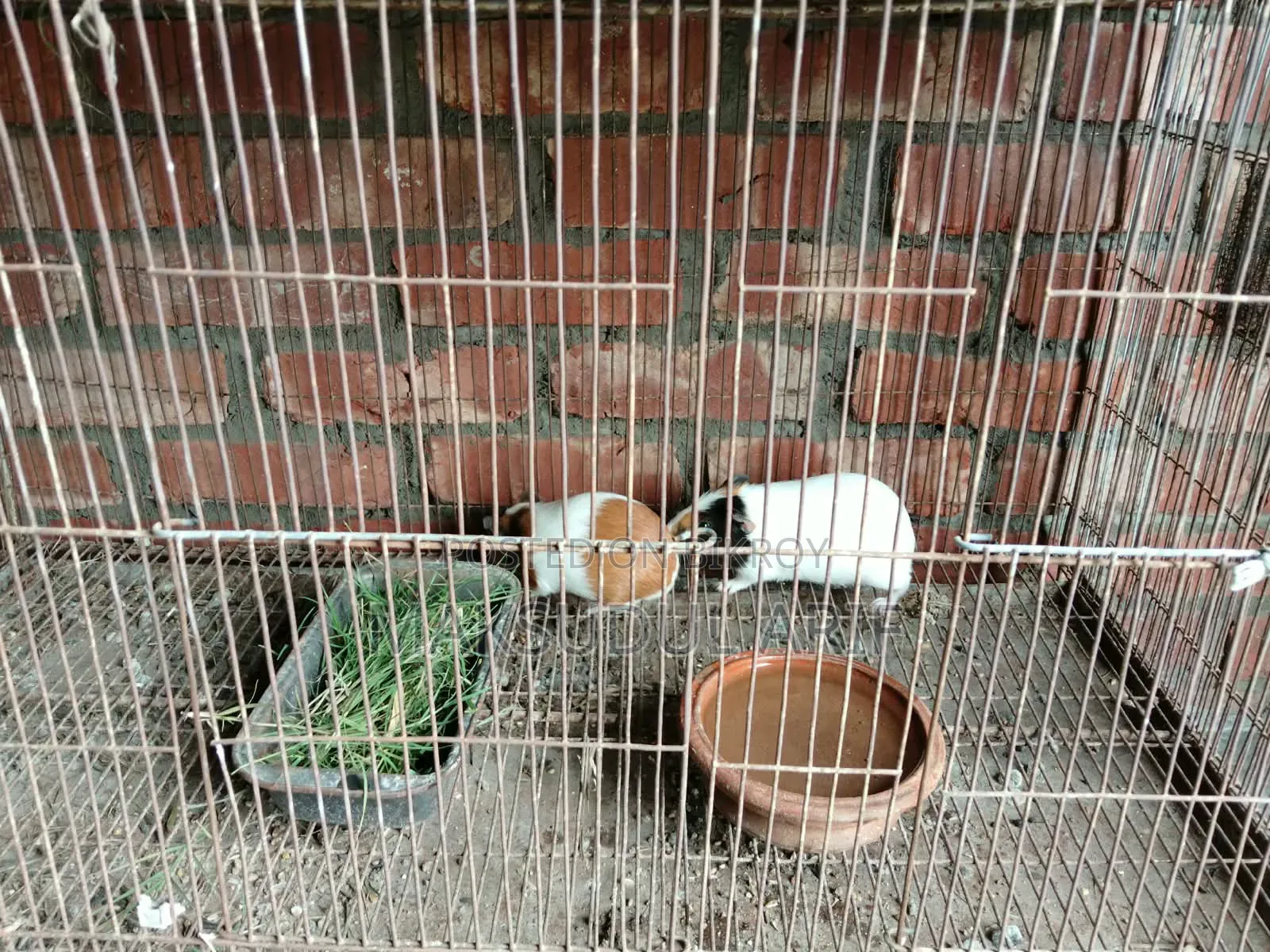 Active Guinea Pigs