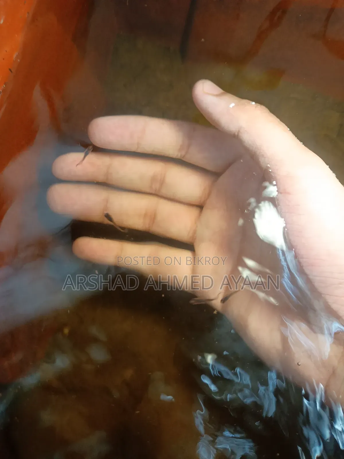 উচ্চ মানের গাপ্পি মাছের পোনা