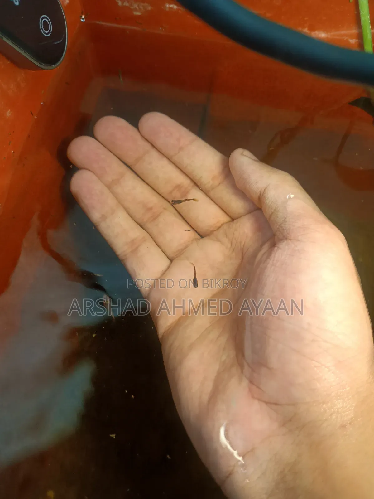 উচ্চ মানের গাপ্পি মাছের পোনা