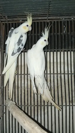 Cockatiel Breeding Pairs