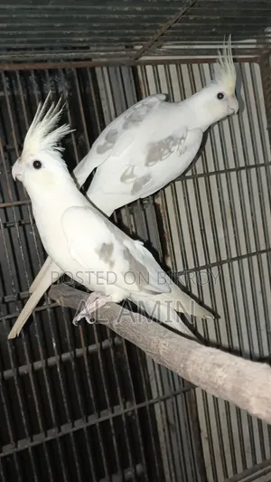 Cockatiel Breeding Pairs