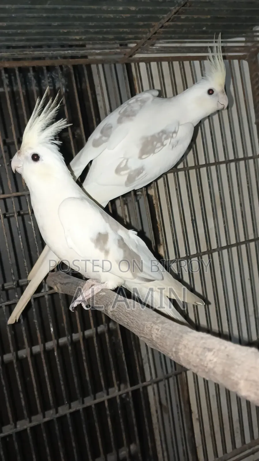 Cockatiel Breeding Pairs