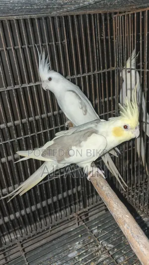 Cockatiel Breeding Pairs