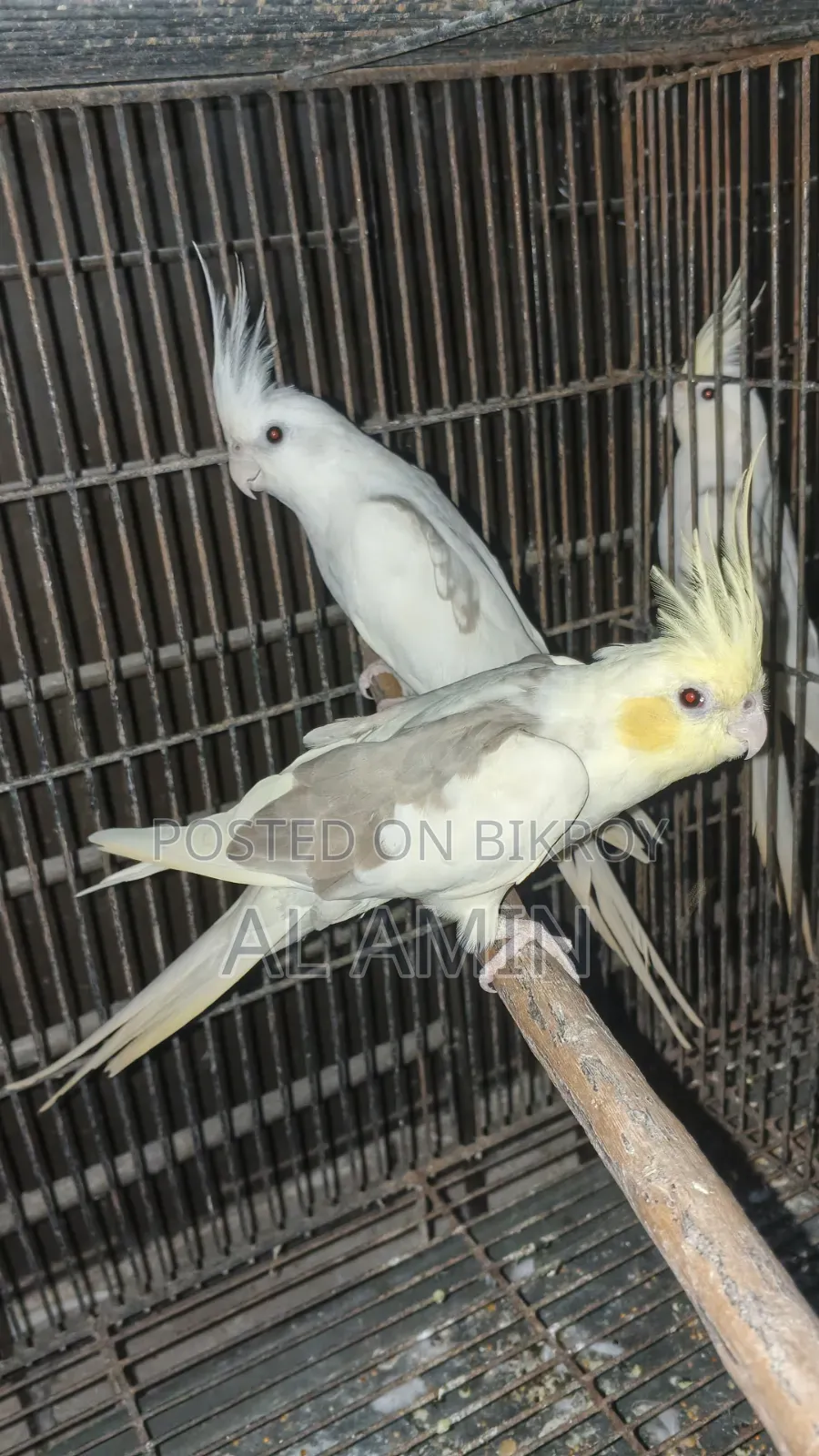 Cockatiel Breeding Pairs