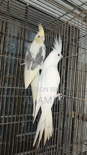 Cockatiel Breeding Pairs