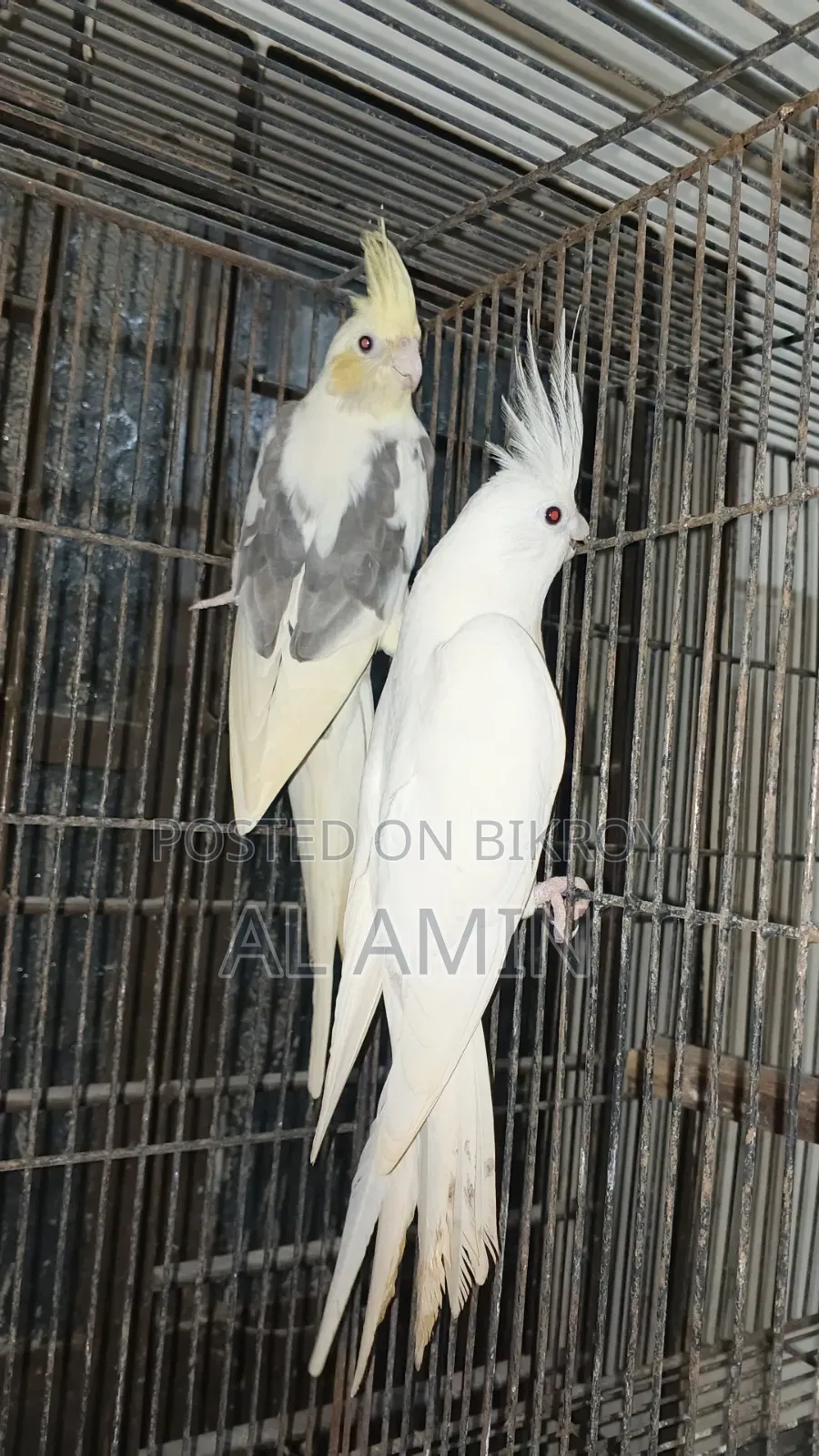 Cockatiel Breeding Pairs