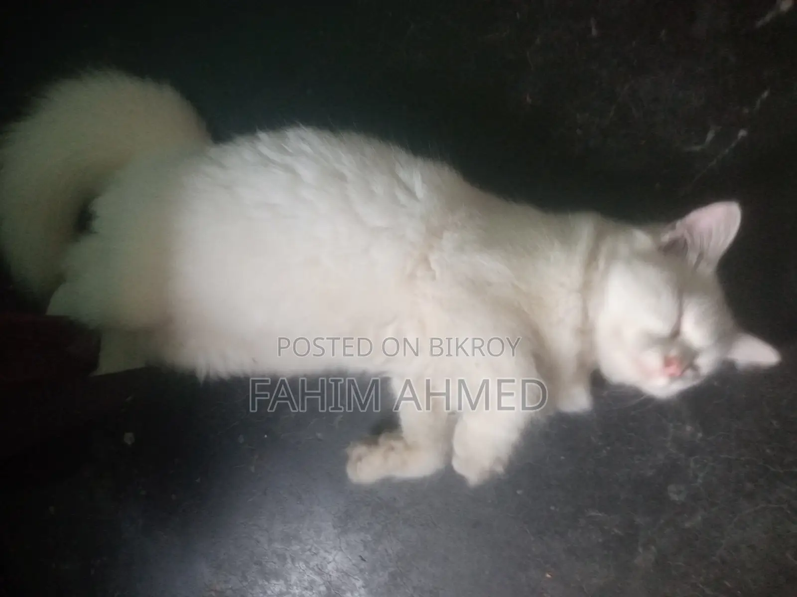 6-12 Months Female Mixed Breed Persian
