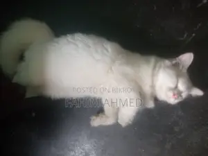 6-12 Months Female Mixed Breed Persian