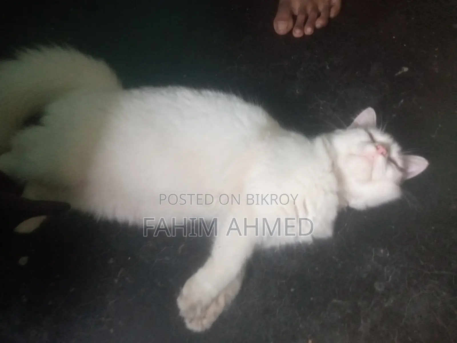 6-12 Months Female Mixed Breed Persian