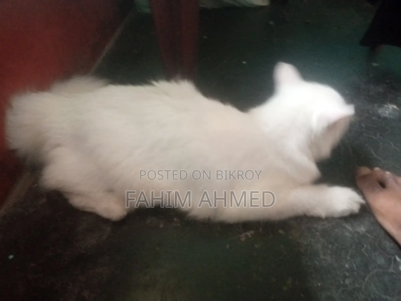 6-12 Months Female Mixed Breed Persian