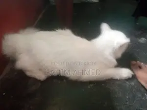 6-12 Months Female Mixed Breed Persian