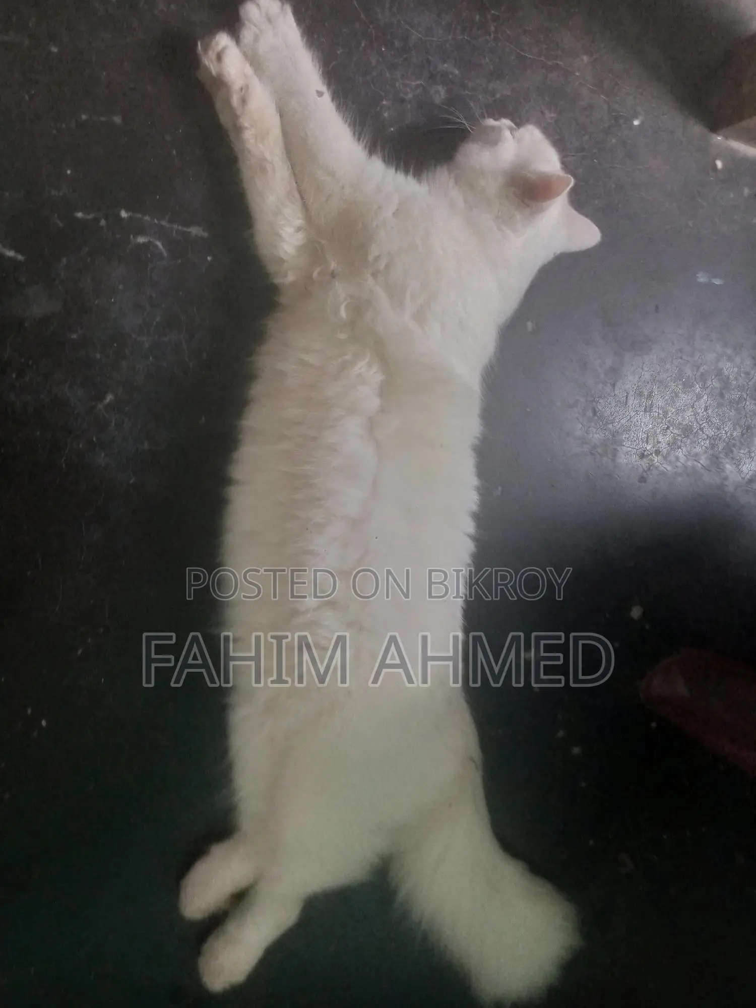 6-12 Months Female Mixed Breed Persian