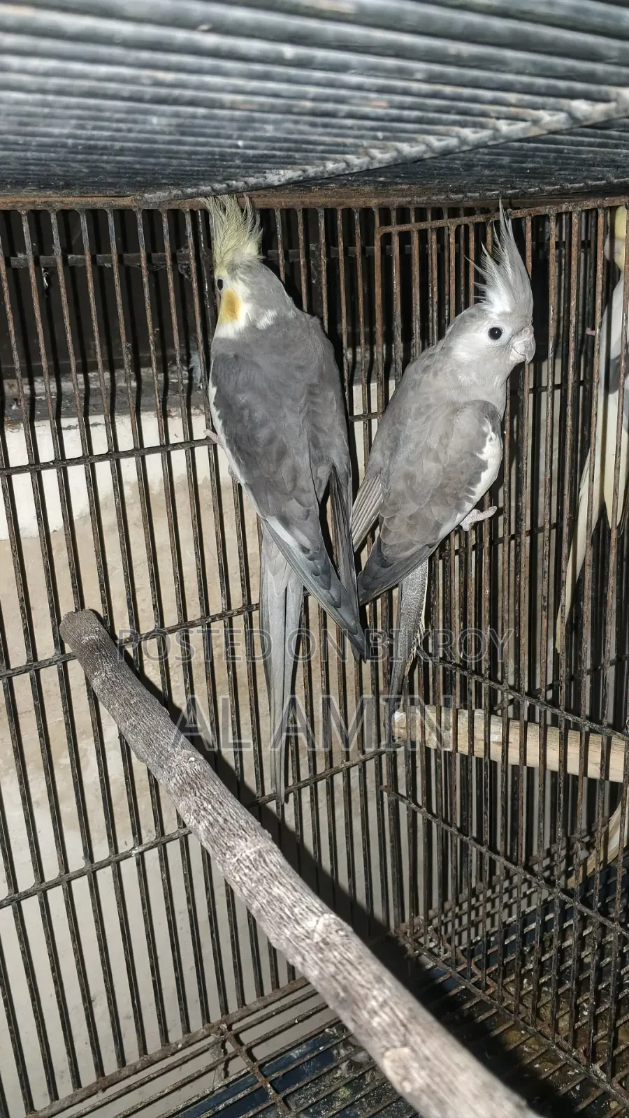 Cockatiel Breeding Pairs