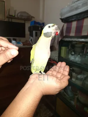মাদনা টিয়া