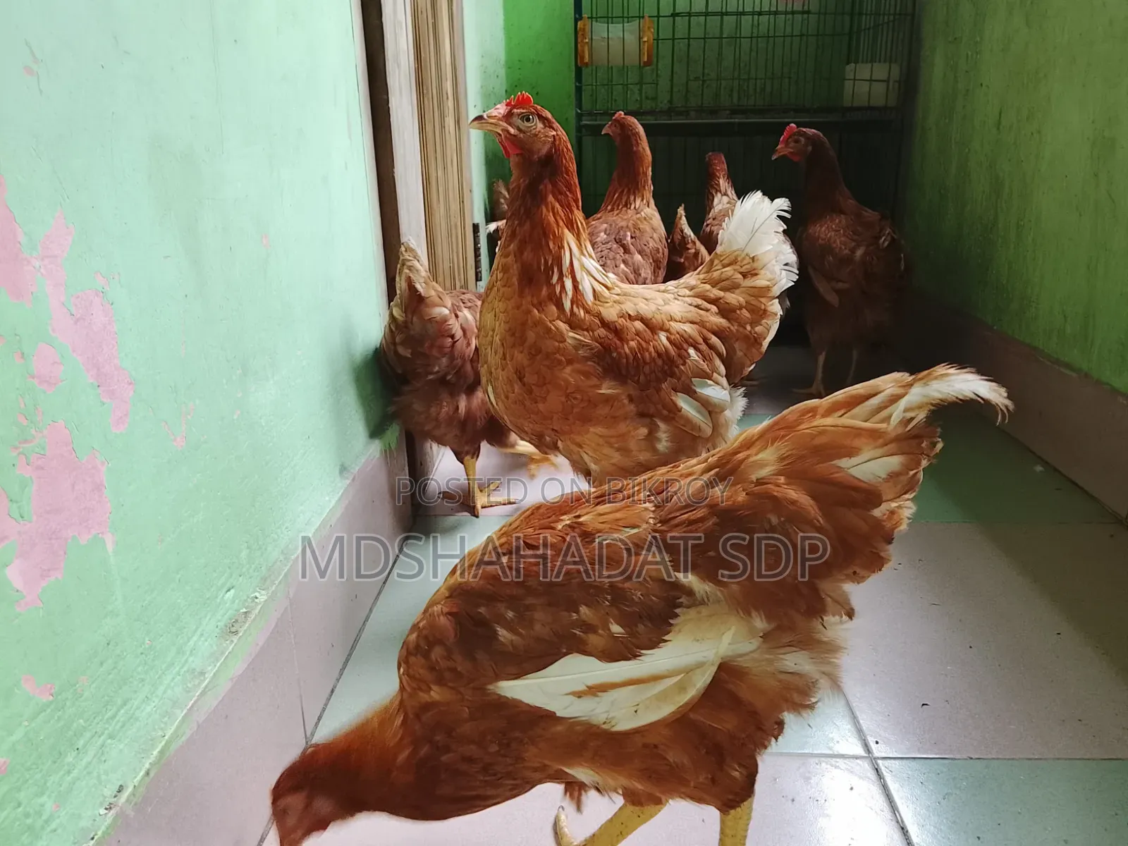 ৯পিছ ব্রাউন লেয়ার মুরগী