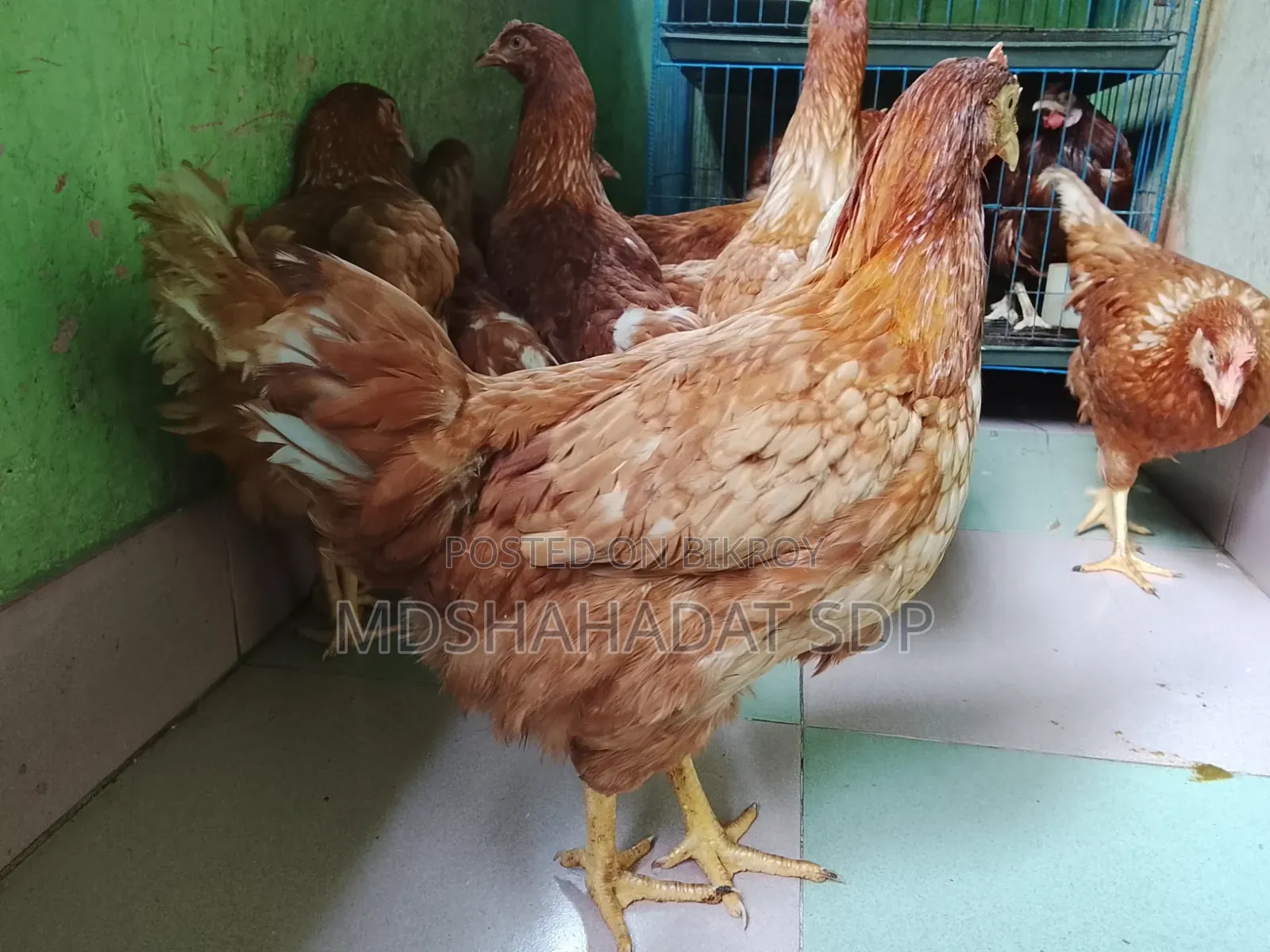 ৯পিছ ব্রাউন লেয়ার মুরগী