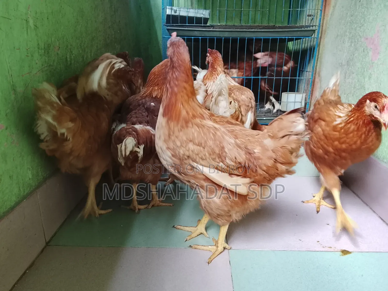 ৯পিছ ব্রাউন লেয়ার মুরগী