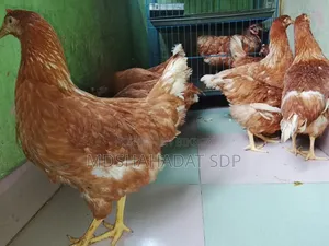 ৯পিছ ব্রাউন লেয়ার মুরগী