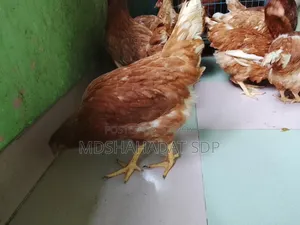 ৯পিছ ব্রাউন লেয়ার মুরগী