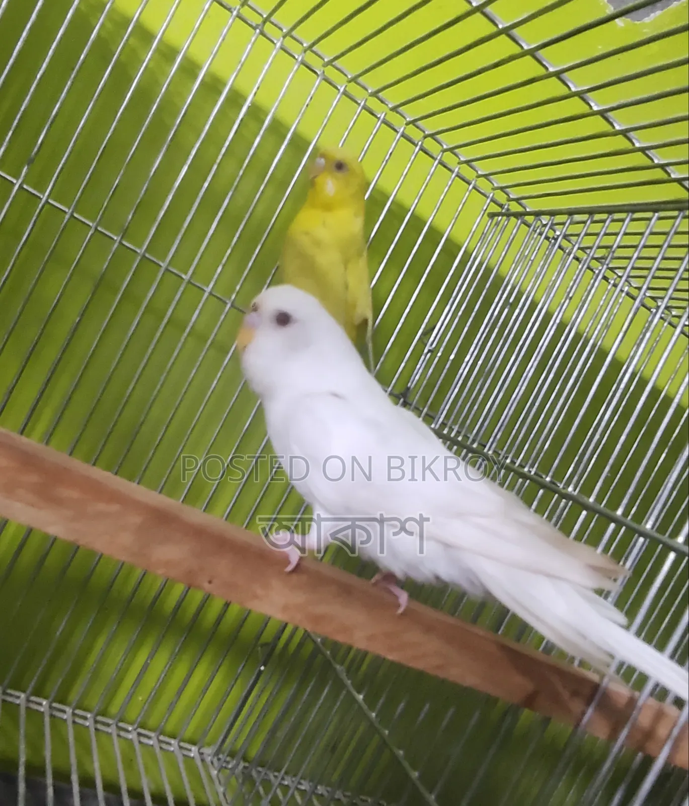 লুটিনো পাখি