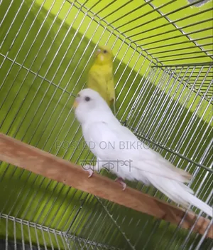 লুটিনো পাখি