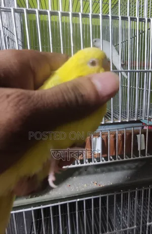 লুটিনো পাখি