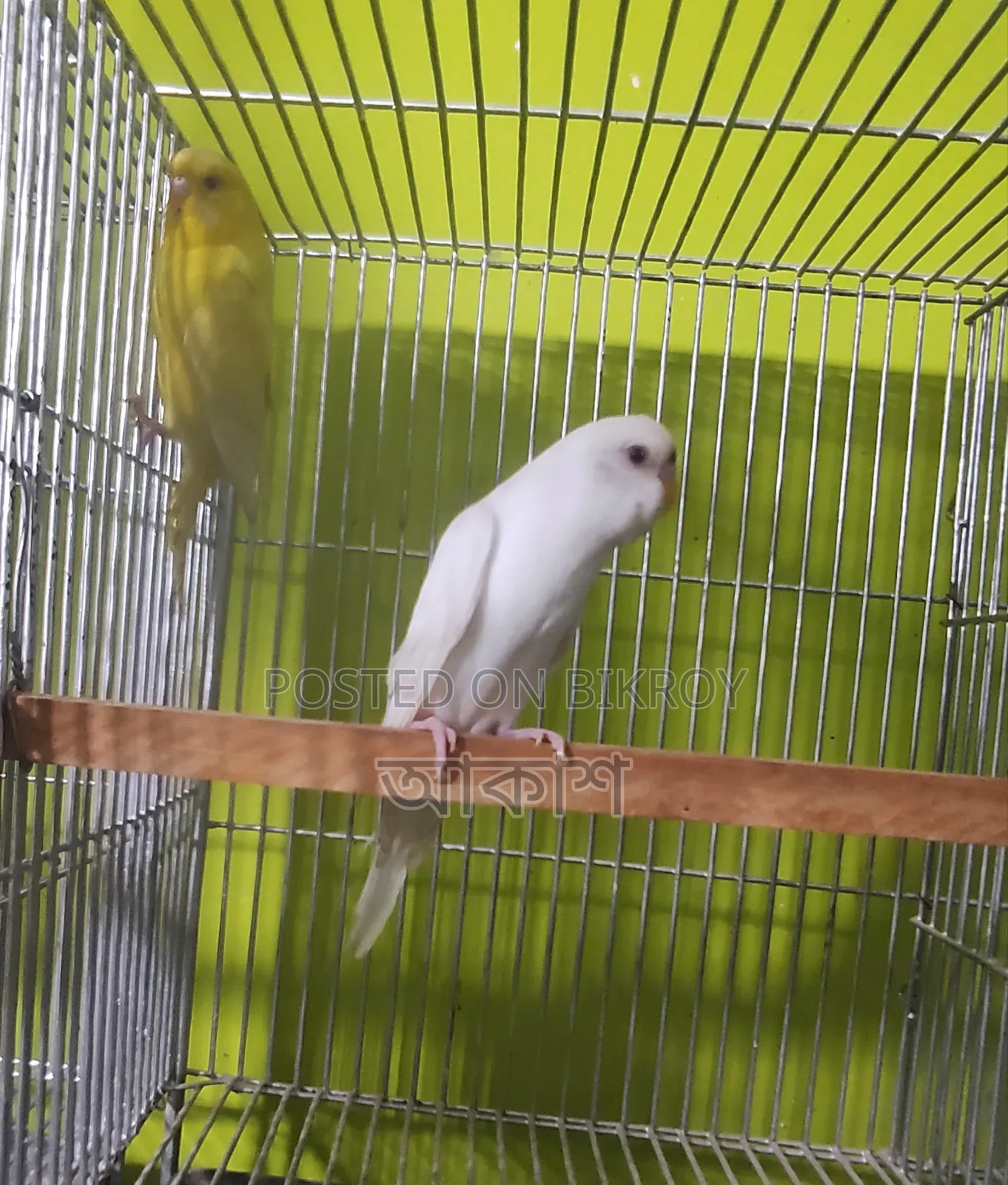 লুটিনো পাখি