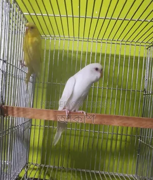 লুটিনো পাখি