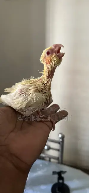 Tame Size Baby .15 Days