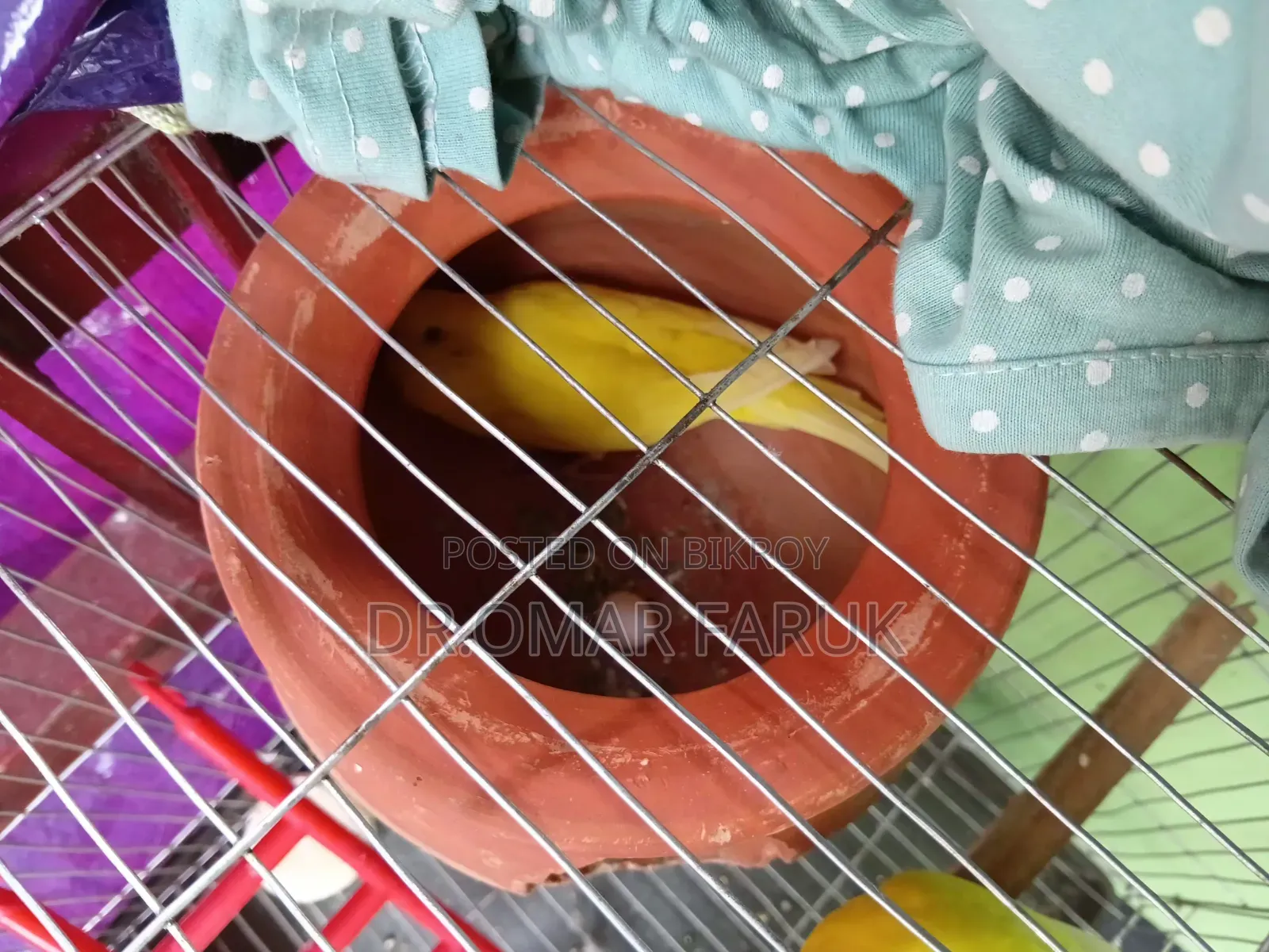 Bird - Lutino Badgigor