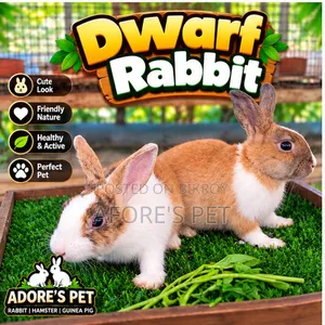 Dwarf Rabbit Pair