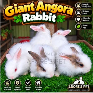 Giant Angora Rabbit Baby