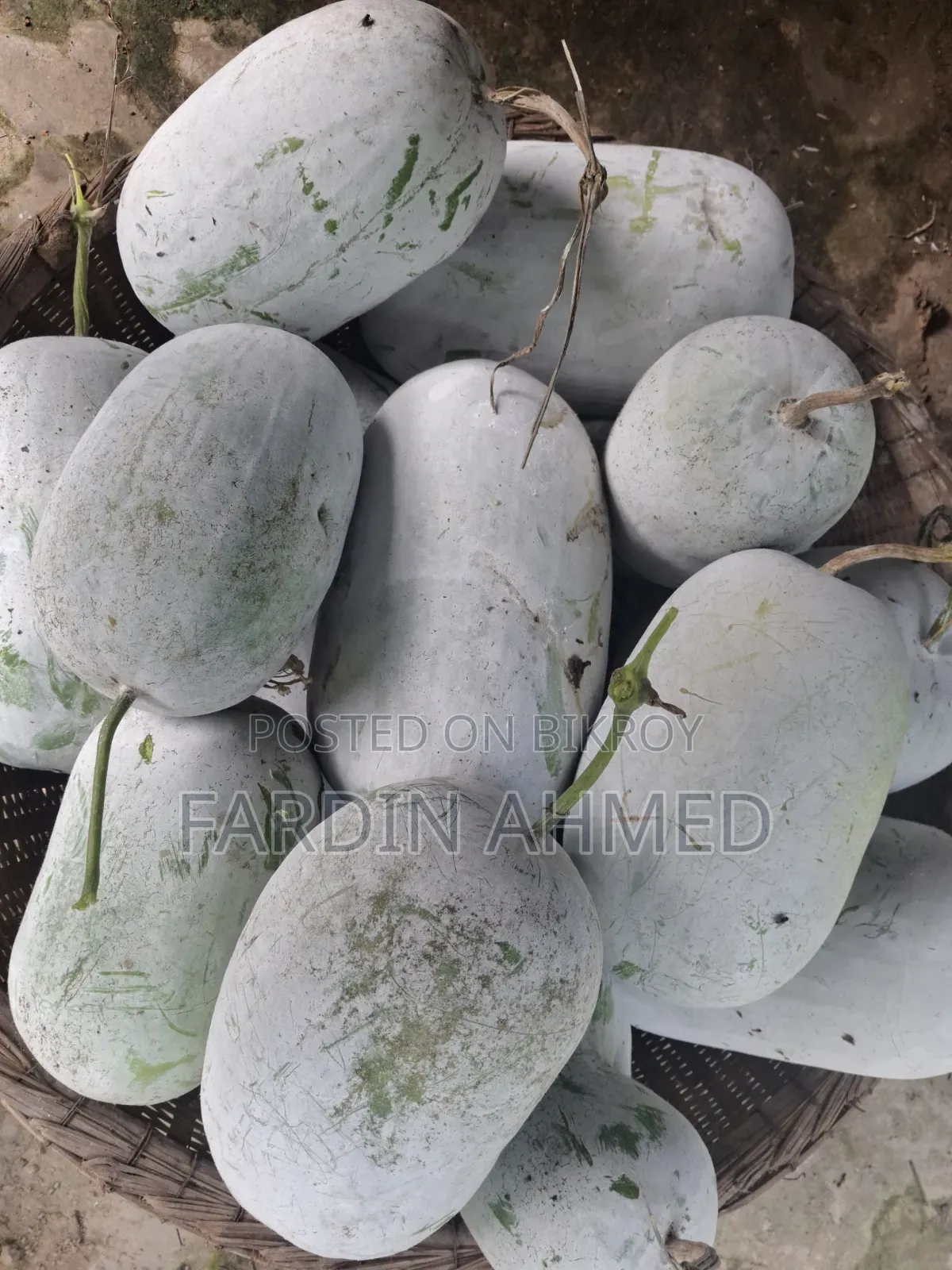 Pumpkin for making vori (stuffing) [Small, medium, large] 3 sizes available